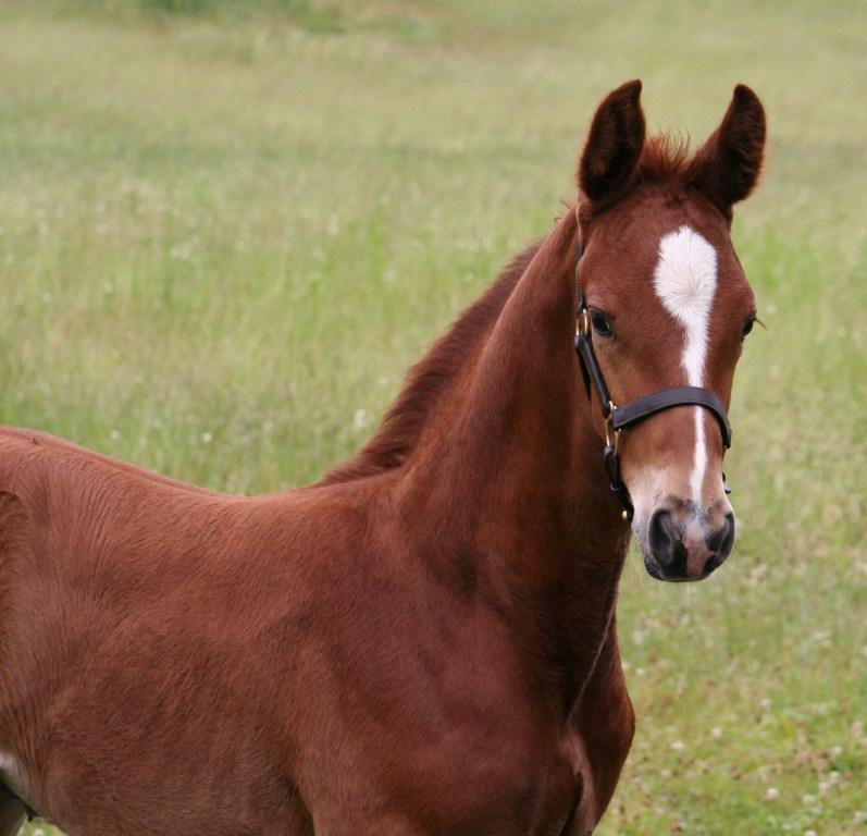 Ludwig HM (Londonderry - SPS Destiny)